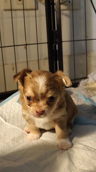 ชิวาว่าขนยาว รูปที่ 8