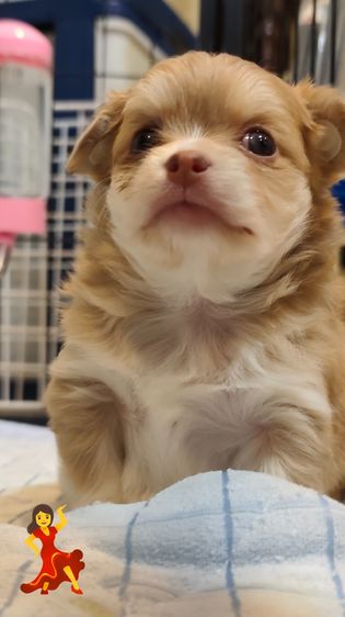 ชิวาว่าขนยาว รูปที่ 7