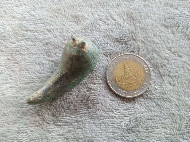 กระพรวนเม็ดพริก รูปที่ 12