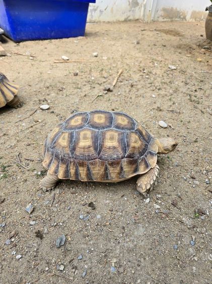 เต่าซูคาต้า 2 ตัว(เหมา 10,500) 15 นิ้วเพศผู้ และตัวเมีย 11 นิ้ว อยู่ อ.เมือง นนทบุรี รูปที่ 6