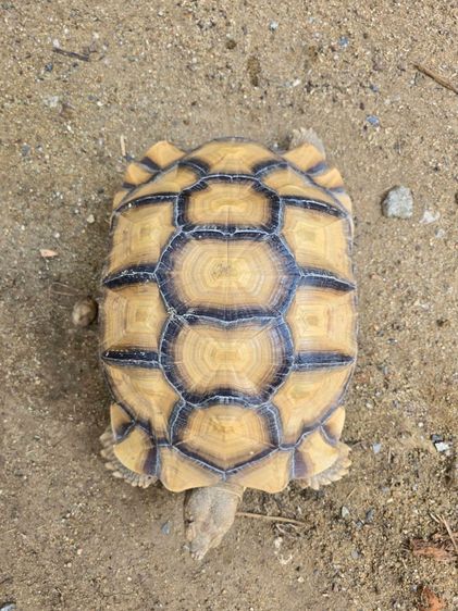 เต่าซูคาต้า 2 ตัว(เหมา 10,500) 15 นิ้วเพศผู้ และตัวเมีย 11 นิ้ว อยู่ อ.เมือง นนทบุรี รูปที่ 13