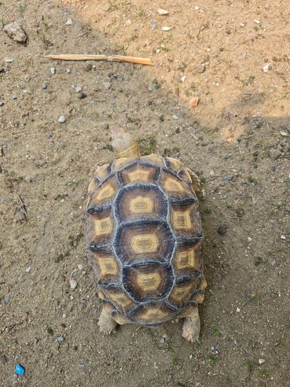 เต่าซูคาต้า 2 ตัว(เหมา 10,500) 15 นิ้วเพศผู้ และตัวเมีย 11 นิ้ว อยู่ อ.เมือง นนทบุรี รูปที่ 10