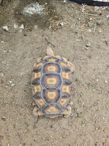 เต่าซูคาต้า 2 ตัว(เหมา 10,500) 15 นิ้วเพศผู้ และตัวเมีย 11 นิ้ว อยู่ อ.เมือง นนทบุรี รูปที่ 7