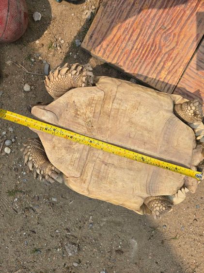 เต่าซูคาต้า 2 ตัว(เหมา 10,500) 15 นิ้วเพศผู้ และตัวเมีย 11 นิ้ว อยู่ อ.เมือง นนทบุรี รูปที่ 4