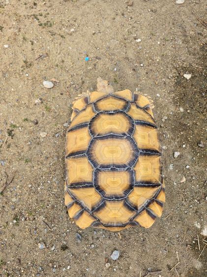 เต่าซูคาต้า 2 ตัว(เหมา 10,500) 15 นิ้วเพศผู้ และตัวเมีย 11 นิ้ว อยู่ อ.เมือง นนทบุรี รูปที่ 2