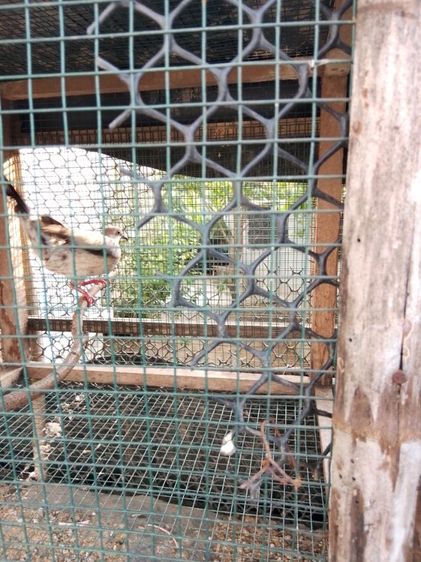 นกเขาใหญ่8ตัวพร้อมกรง รูปที่ 2