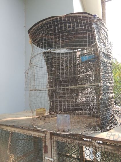 นกเขาใหญ่8ตัวพร้อมกรง รูปที่ 5