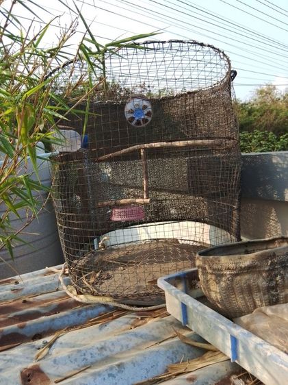 นกเขาใหญ่8ตัวพร้อมกรง รูปที่ 6