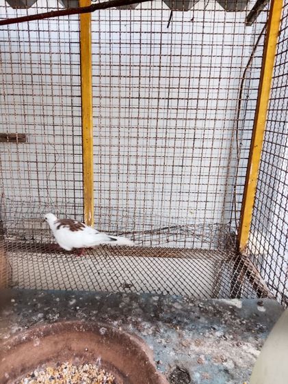 นกเขาใหญ่8ตัวพร้อมกรง รูปที่ 4