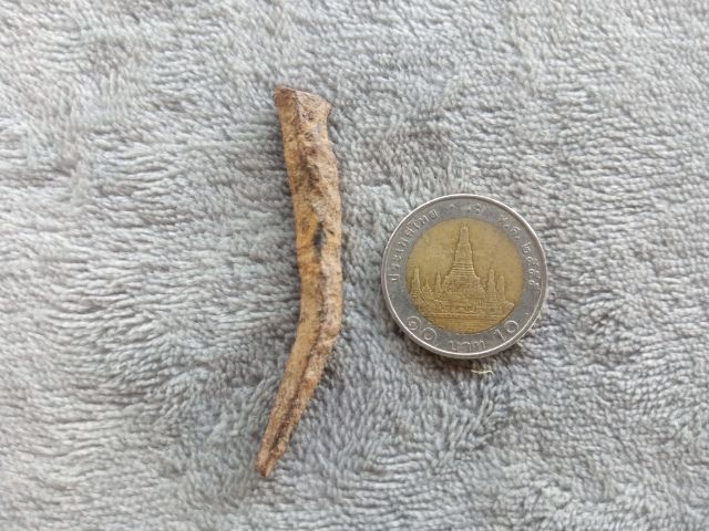 ตะปูสังฆวานร รูปที่ 9