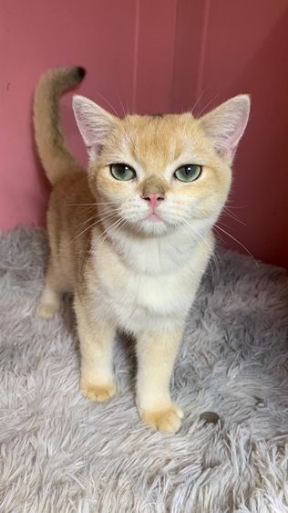 สก็อตติช โฟลด์ (Scottish Fold) บริติช ช็อตแฮร์  สก็อตติช 