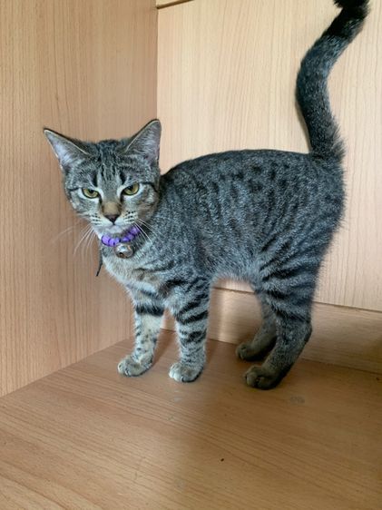 บริติช ช็อตแฮร์  สก็อตติช  รูปที่ 4