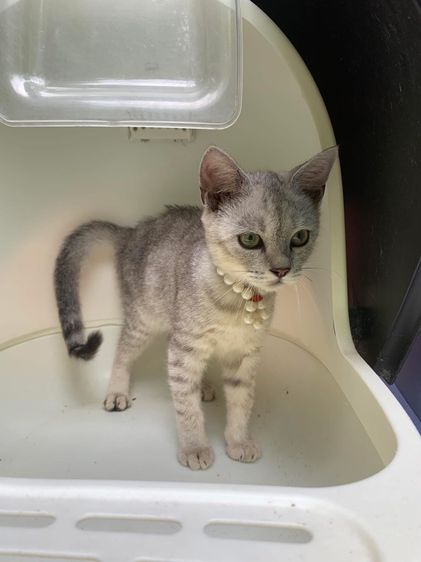 บริติช ช็อตแฮร์  สก็อตติช  รูปที่ 6