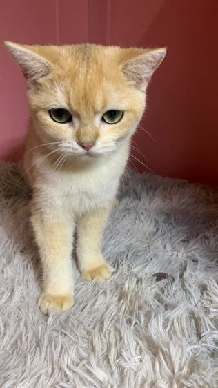 บริติช ช็อตแฮร์  สก็อตติช  รูปที่ 2