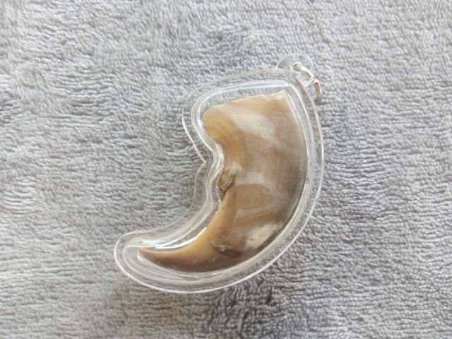 เล็บ (พร้อมเลี่ยม)