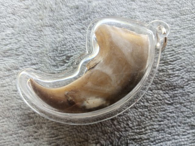 เล็บ (พร้อมเลี่ยม) รูปที่ 2