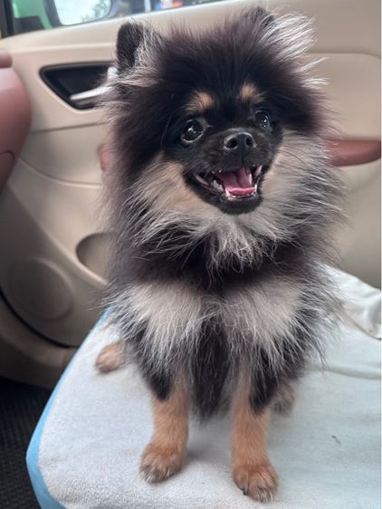 ปอมเมอเรเนียน (Pomeranian) เล็ก สุนัขปอมเมอเรเนียน