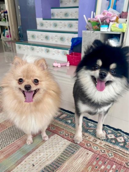 สุนัขปอมเมอเรเนียน รูปที่ 5