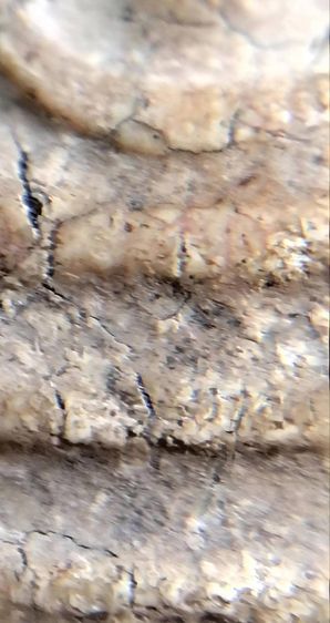 พระสมเด็จวัดระฆัง บางขุนพรหม เกศไชโย หลวงปู่ภู หลวงปู่นาค รูปที่ 5