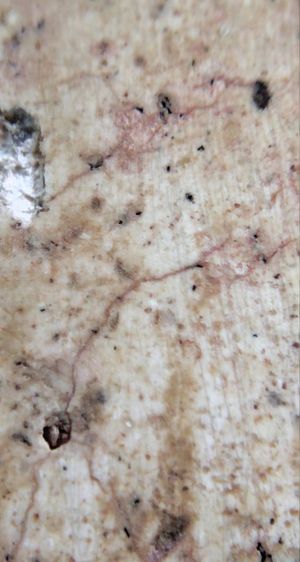 พระสมเด็จวัดระฆัง บางขุนพรหม เกศไชโย หลวงปู่ภู หลวงปู่นาค รูปที่ 15