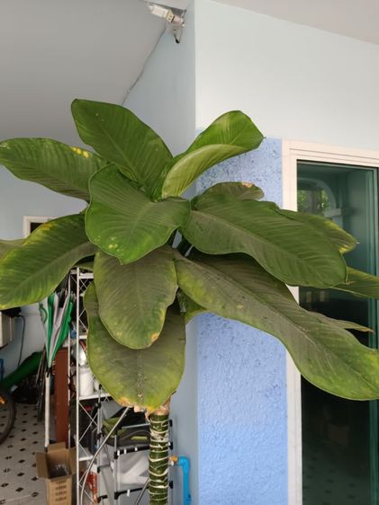 ขายต้นไม้แถมก้อนหิน รูปที่ 3