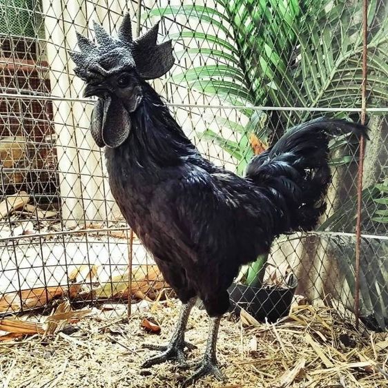 ไก่ดำอินโดนีเซีย รูปที่ 2