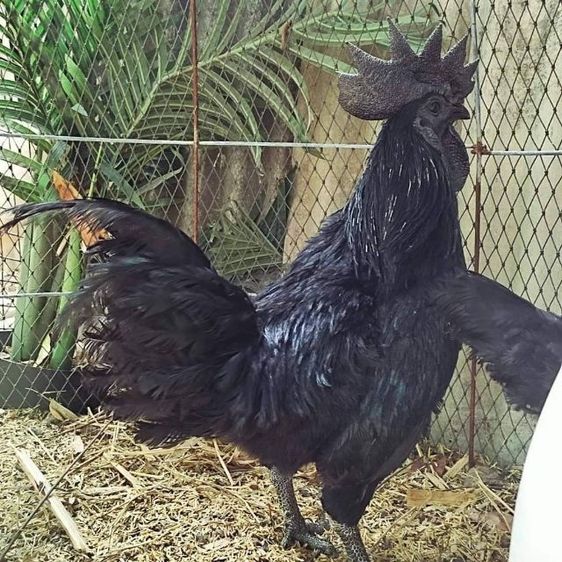 ไก่ดำอินโดนีเซีย