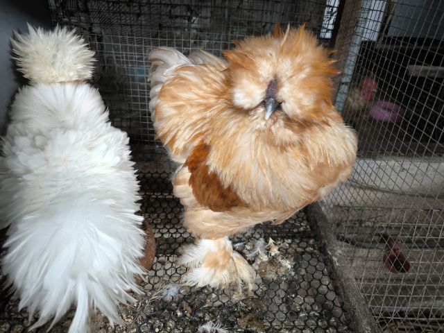 ไก่ซิลกี้เกรดประกวด รูปที่ 7