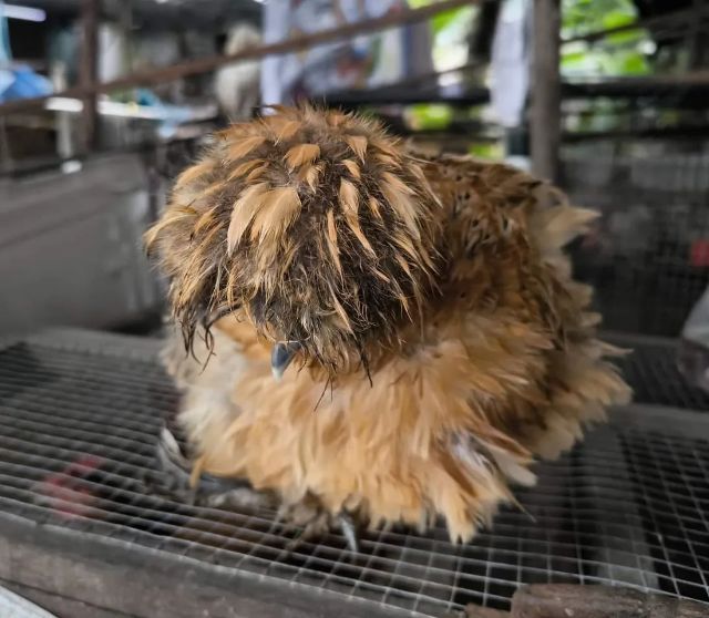 ไก่ซิลกี้เกรดประกวด