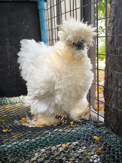 ไก่ซิลกี้เกรดประกวด รูปที่ 2