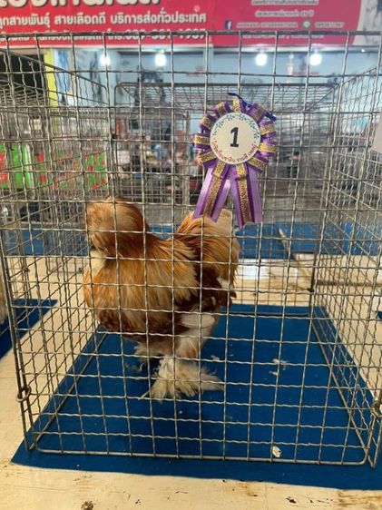 ไก่ซิลกี้เกรดประกวด รูปที่ 3