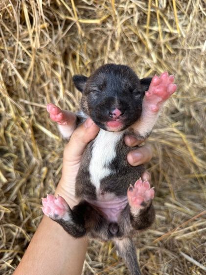 บลูเทอเรีย รูปที่ 5