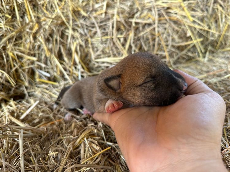 บลูเทอเรีย รูปที่ 2