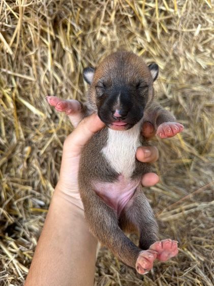 บลูเทอเรีย รูปที่ 3