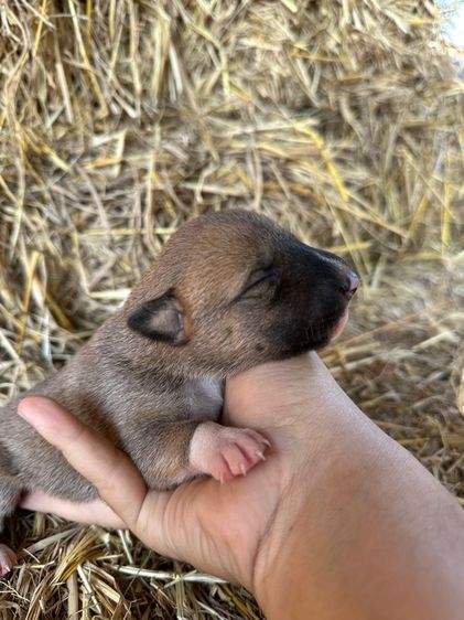 บูลเทอร์เรีย (Bull Terrier) บลูเทอเรีย