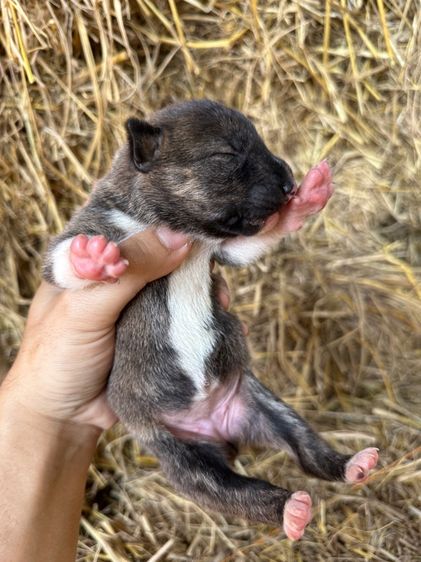 บลูเทอเรีย รูปที่ 6