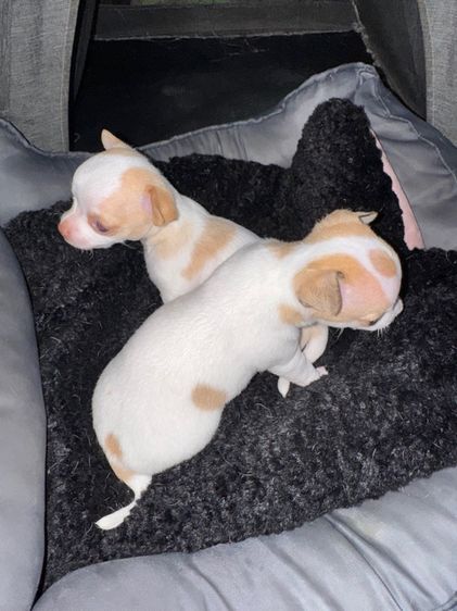 ชิวาว่าขนสั้น รูปที่ 4