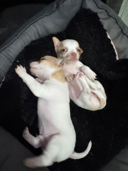 ชิวาว่าขนสั้น รูปที่ 3