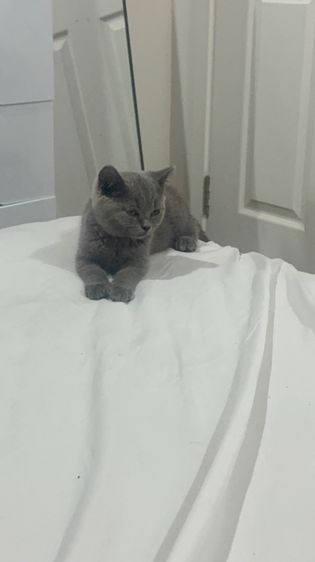 น้องเเมวบริติช รูปที่ 2