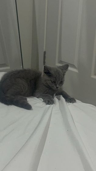 น้องเเมวบริติช รูปที่ 4