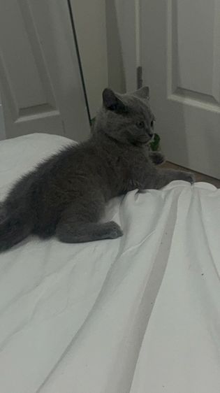 น้องเเมวบริติช รูปที่ 3