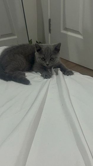 น้องเเมวบริติช