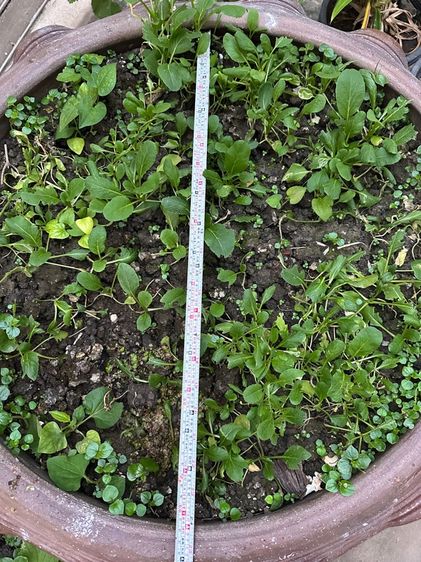 กระถางมังกร รูปที่ 3