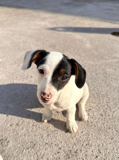 ลูกสุนัข แจ็ค รัสเซล รูปที่ 2