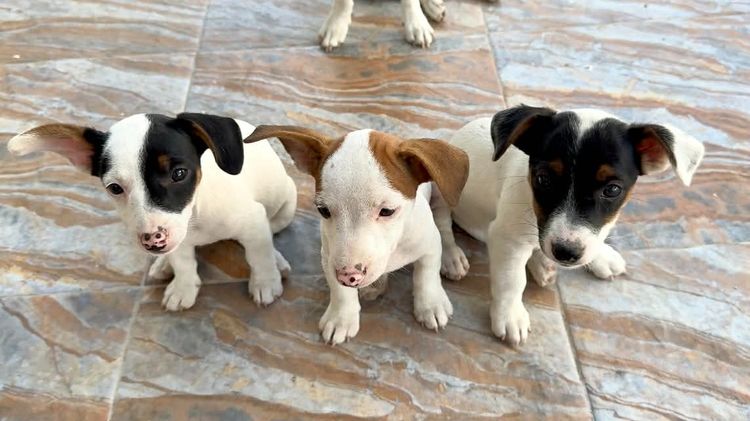 แจ็ค รัสเซลล์ (Jack Russell) เล็ก ลูกสุนัข แจ็ค รัสเซล