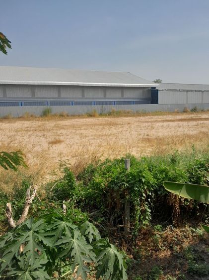 ไม่ใช่ ที่ดินสวยถมแน่น รูปที่ 3