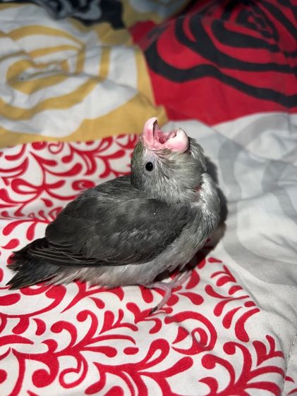 ฟอพัส เมิฟเทอร์ควอยซ์