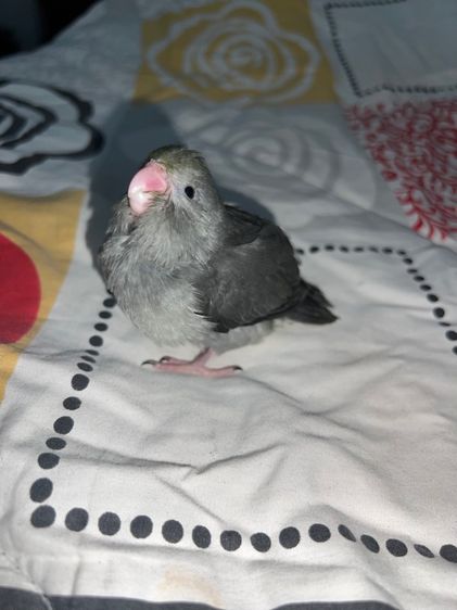 ฟอพัส เมิฟเทอร์ควอยซ์ รูปที่ 4