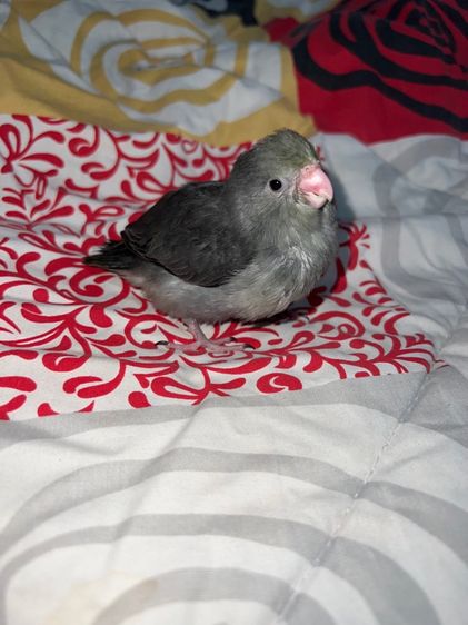 ฟอพัส เมิฟเทอร์ควอยซ์ รูปที่ 3