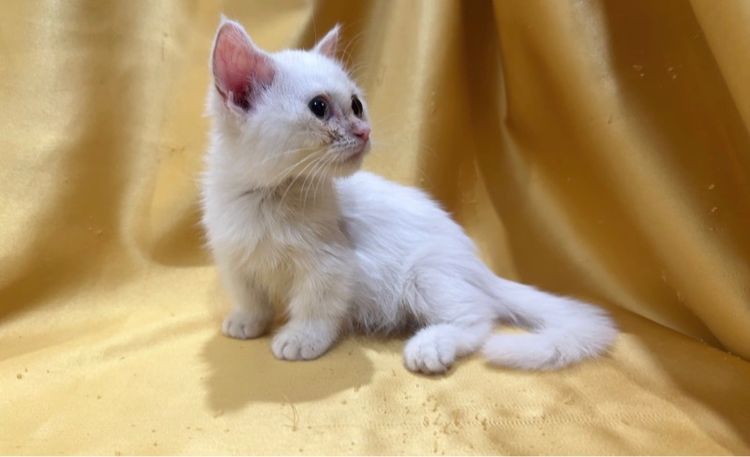 มันช์กิ้น (Munchkin) มันซ์กิ้น